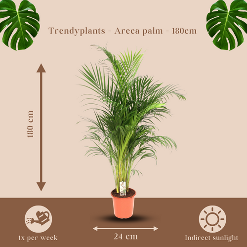 Trendyplants - Areca palm - Goudpalm - Kamerplant - Hoogte 170-190 cm - Potmaat Ø24cm - vtwonen shop