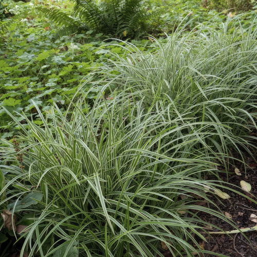 Trendyplants - Carex morrowii 'Ice Dance' - 12 stuks - Zegge - Winterhard - Hoogte 10-25 cm - Potmaat Ø9cm - vtwonen shop