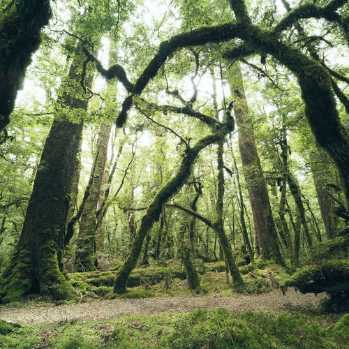 Sanders & Sanders fotobehang bos groen - 450 x 280 cm - 612685