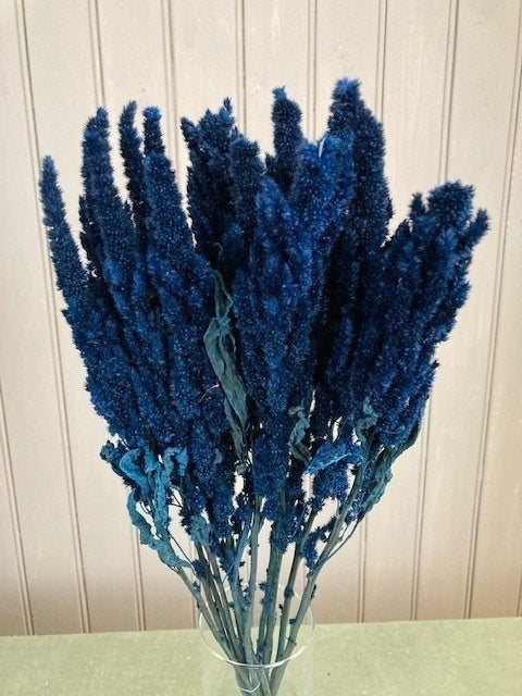 My Flowers.shop Donkerblauw gedroogde Amarant | Donkerblauwe Amaranthus Cruentus droogbloemen | Lengte ± 60 cm | Per bos - vtwonen shop