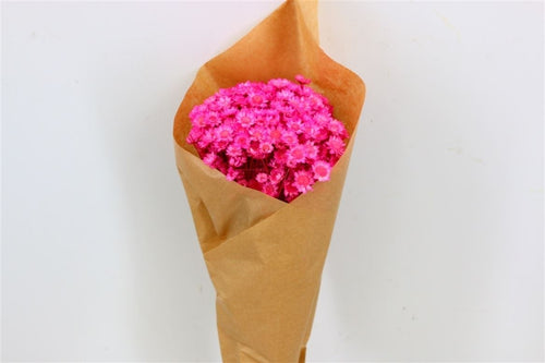 My Flowers.shop Kersenkleur gedroogde Klokjesbloemen | Cerise Glixia Star Flowers droogbloemen | Lengte ± 50 cm | Per bos - vtwonen shop