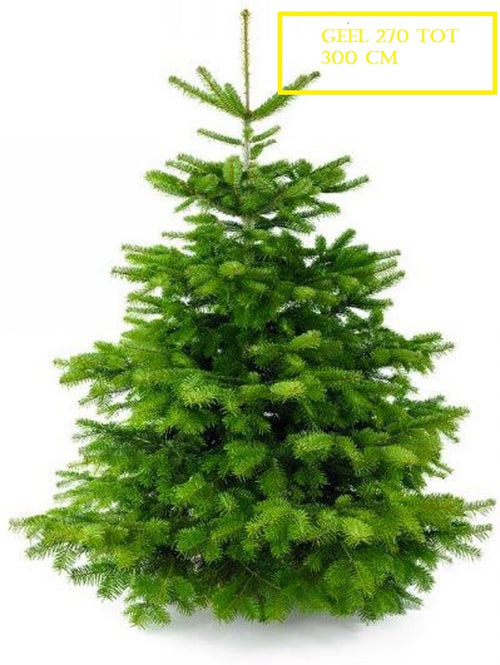 Furnilux Plant&More - Nordmann Kerstboom 270 -300 cm - Zonder Kluit + Garantie certificaat - vtwonen shop