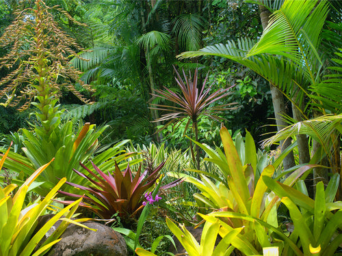 Sanders & Sanders fotobehang jungle-motief groen - 375 x 270 cm - 600550