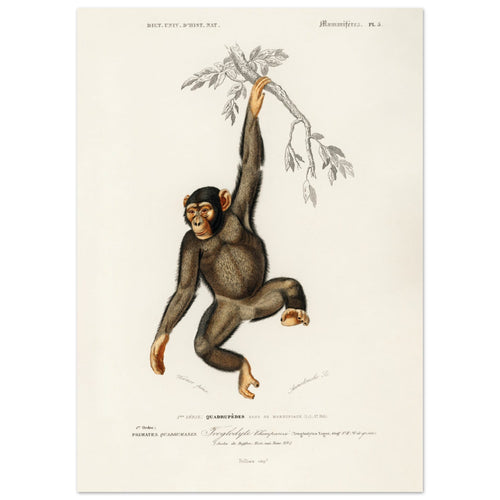 Artfulprints  Charles Dessalines d'Orbigny - Chimpangze (troglodyte chimpanze)   poster 50x70 cm - vtwonen shop