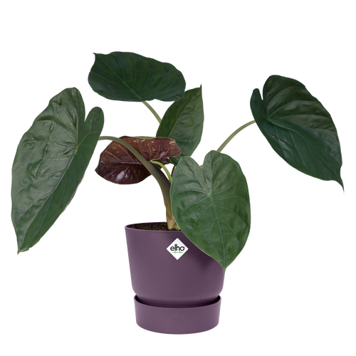 elho greenville rond 47 vintage pruim | Bloempot | Geschikt voor binnen & buiten