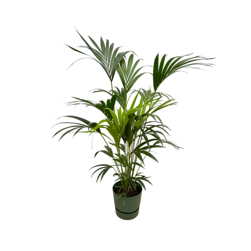 Trendyplants - Kentia palm inclusief elho Greenville Round groen - 160 cm - Ø30cm - vtwonen shop