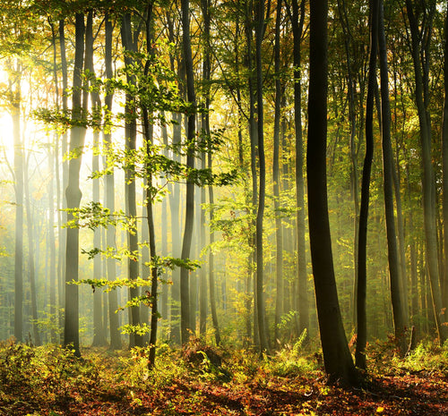 Sanders & Sanders fotobehang bosrijk landschap groen - 300 x 279 cm - 950032 - vtwonen shop