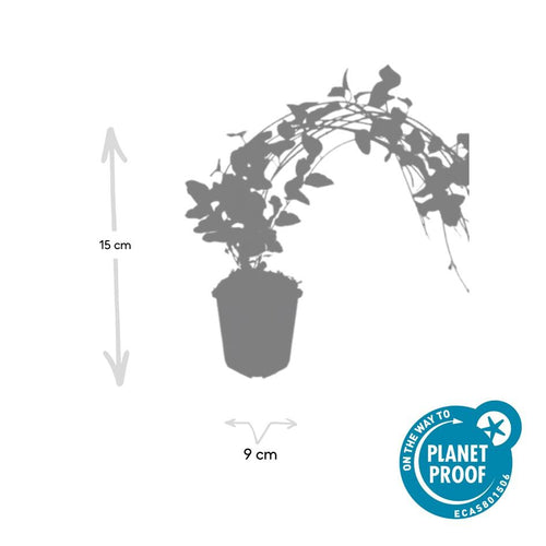 Trendyplants - Vinca major 'Variegata' - 6 stuks - Grote Maagdenpalm - Winterhard - Hoogte 10-30 cm - Potmaat Ø9cm - vtwonen shop