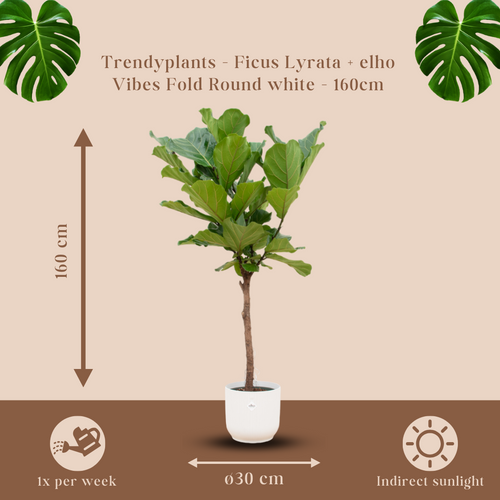 Trendyplants - Ficus Lyrata stam inclusief elho Vibes Fold Round wit - 160 cm - Ø30cm - vtwonen shop