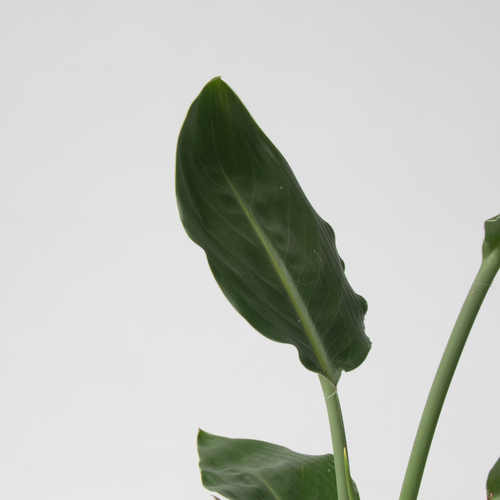 Plant in a Box kamerplant Green indoor Mix - hoogte 25-40cm - pot 12cm - vtwonen shop