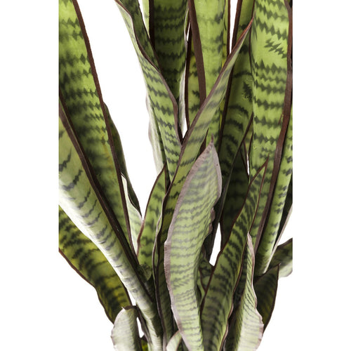 Kare Design Kunstplanten - Sansevieria - 155cm