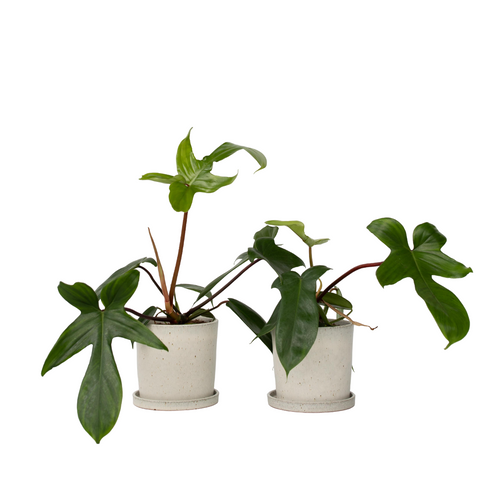 Plant in a Box Philodendron 'Florida Groen' - Set van 2 - Pot 12cm - Hoogte 20-30cm - vtwonen shop