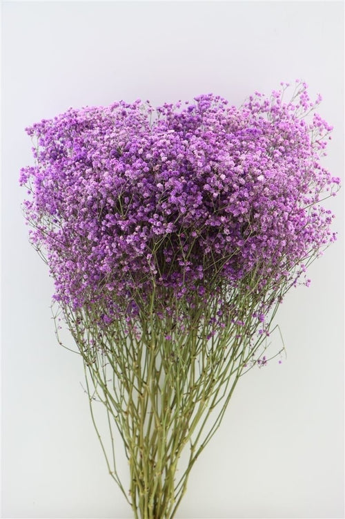 My Flowers.shop Paars gedroogd Gipskruid | Paarse Gypsophila droogbloemen |  Lengte ± 60 cm | Per bos van 5 takken - vtwonen shop