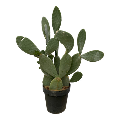 Trendyplants - Opuntia Ficus Indica - Cactus - Hoogte 130-150 cm - Potmaat Ø50cm - vtwonen shop