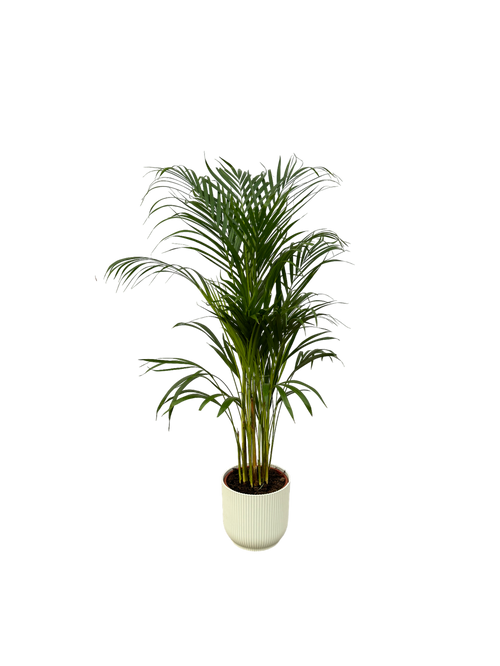 Trendyplants - Areca palm - ↨110cm - Ø21cm inclusief elho Vibes Fold Round wit Ø22cm x ↨20cm - vtwonen shop