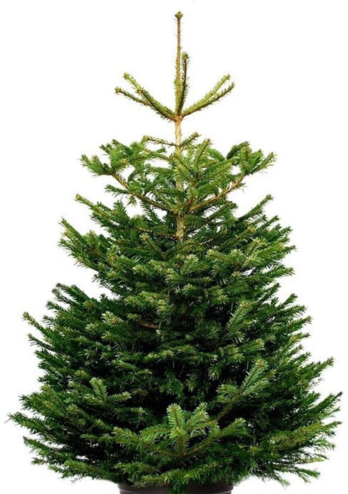 Furnilux Plant&More - Nordmann Kerstboom 240 -270 cm - Zonder Kluit + Garantie certificaat