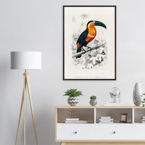 Artfulprints Poster Charles Dessalines d'Orbigny - Toucan (ramphastos)   - 30x40 cm - Oranje
