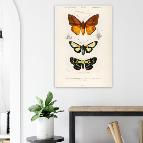 Artfulprints Poster met Lijst Charles Dessalines d'Orbigny - Collection of moths   - 70x100 cm - Oranje
