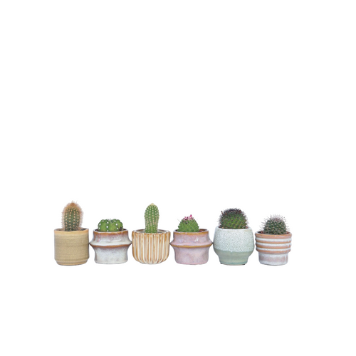 Plant in a Box Mini-Cactussen - Mix van 6 stuks - Pot 5,5cm - Hoogte 5-10cm - vtwonen shop