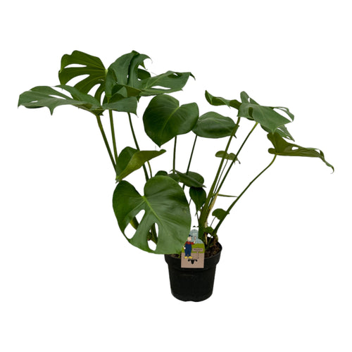 Trendyplants - Monstera Deliciosa - Gatenplant - Hoogte 65-85 cm - Potmaat Ø21cm - vtwonen shop