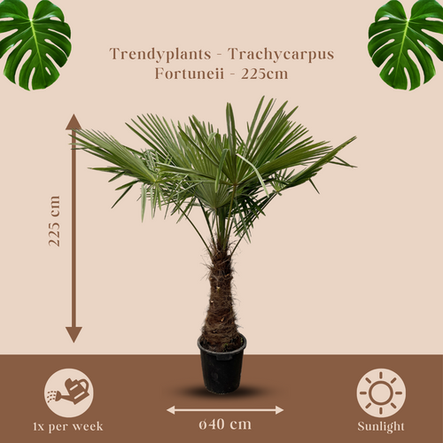 Trendyplants - Trachycarpus Fortuneii - Chinese waaierpalm - Hoogte 210-230 cm - Winterhard - Tuinplant - Potmaat Ø45cm - vtwonen shop