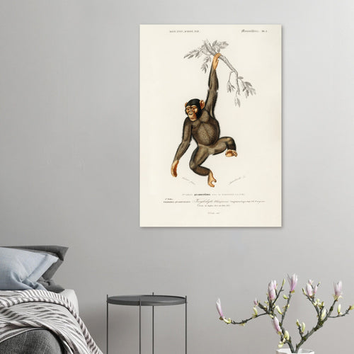 Artfulprints  Charles Dessalines d'Orbigny - Chimpangze (troglodyte chimpanze)   poster 30x40 cm - vtwonen shop