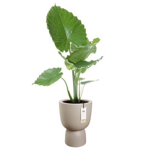 elho amber coupe 41 balanced beige | Bloempot |Premium statementdesign