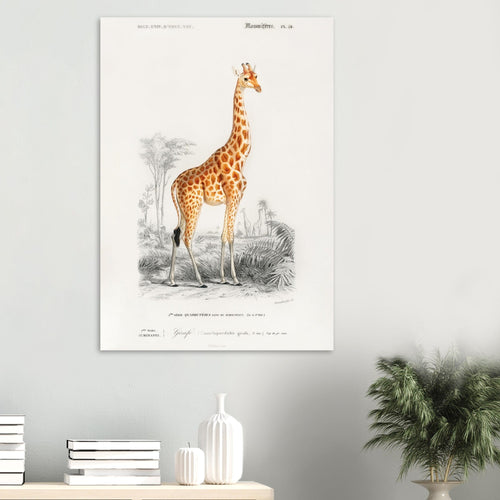 Artfulprints  Charles Dessalines d'Orbigny - Giraffe (giraffa camelopardalis)   poster 70x100 cm - vtwonen shop