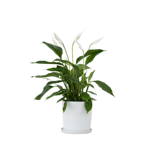 Plant in a Box spathiphyllum lima - Lepelplant - Pot 17cm - Hoogte 60-75cm - vtwonen shop