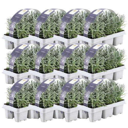 Trendyplants - Lavendel angustifolia - 72 stuks - Lavendel - Winterhard - Hoogte 10-20 cm - Potmaat Ø7cm - vtwonen shop