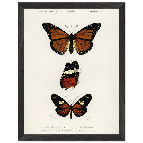 Artfulprints Poster met Lijst Charles Dessalines d'Orbigny - Butterfly   - 30x40 cm - Bruin