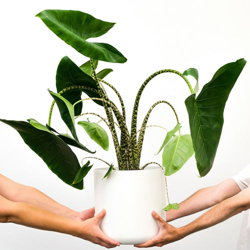 Plant in a Box Alocasia Zebrina - XXL Kamerplant - Pot 32cm - Hoogte 140-150cm - vtwonen shop