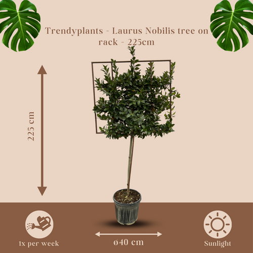 Trendyplants - Laurus Nobilis boom op rek - Tuinplant - Hoogte 215-235 cm - Potmaat Ø40cm - vtwonen shop