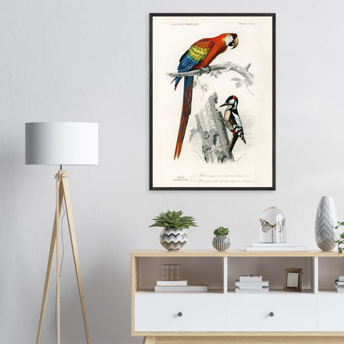 Artfulprints Poster Charles Dessalines d'Orbigny - Different types of birds   - 50x70 cm - Meerkleurig
