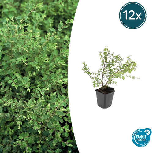Trendyplants - Symphoricarpos chenaultii 'Hancock' - 12 stuks - Koraalbes - Winterhard - Hoogte 10-30 cm - Potmaat Ø9cm - vtwonen shop