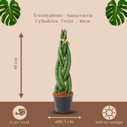 Trendyplants - Sansevieria Cylindrica 'Twist' - Kamerplant - 30-50 cm - Potmaat Ø10,5cm - vtwonen shop