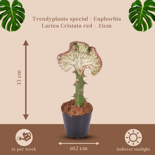 Trendyplants special - Euphorbia lactea Cristata rood - Cactus - Hoogte 25-45 cm - Potmaat Ø12cm - vtwonen shop