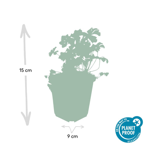 Trendyplants - Geranium cantabrigiense 'Biokovo' - 6 stuks - Ooievaarsbek - Winterhard - Hoogte 10-30 cm - Potmaat Ø9cm - vtwonen shop