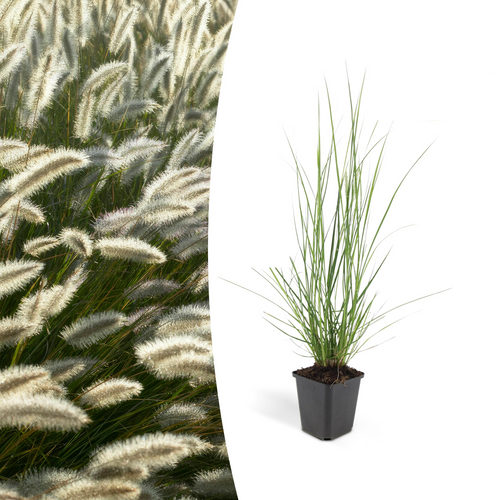 Trendyplants - Pennisetum alopecuroides 'Hameln' - 12 stuks - Siergras - Winterhard - Hoogte 10-25cm - Potmaat Ø9cm - vtwonen shop