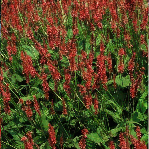 Trendyplants - Persicaria amplexicaulis - 12 stuks - Duizendknoop - Winterhard - Hoogte 20-30 cm - Potmaat Ø9cm - vtwonen shop