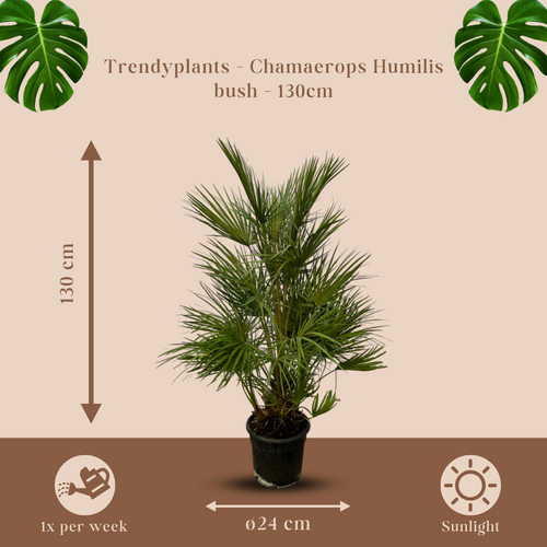 Trendyplants - Chamaerops Humilis struik - Hoogte 120-140 cm - Europese Dwergpalm - Winterhard - Tuinplant - Potmaat Ø24cm - vtwonen shop