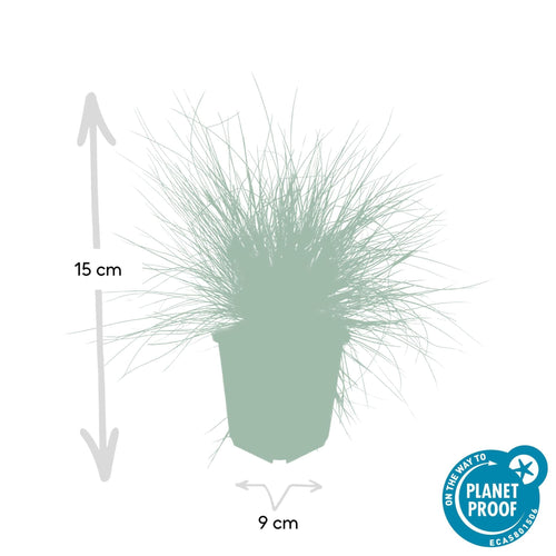 Trendyplants - Festuca glauca 'Elijah Blue' - 20 stuks - Zwenkgras - Winterhard  - Hoogte 10-25cm - Potmaat Ø9cm - vtwonen shop