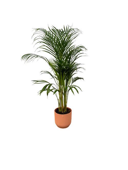 Trendyplants - Areca palm - ↨110cm - Ø21cm inclusief elho Vibes Fold Round roze Ø22cm x ↨20cm - vtwonen shop