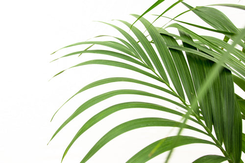 Trendyplants - Kentia palm - Howea Forsteriana - Kamerplant - Hoogte 190-210 cm - Potmaat Ø24cm - vtwonen shop