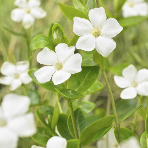 Trendyplants - Vinca minor 'Alba' - 6 stuks - Maagdenpalm - Winterhard - Hoogte 10-25cm - Potmaat Ø9cm - vtwonen shop