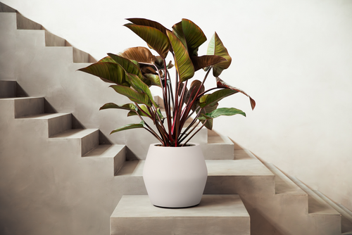 elho june split low 46 linnen wit | Bloempot |Premium statementdesign