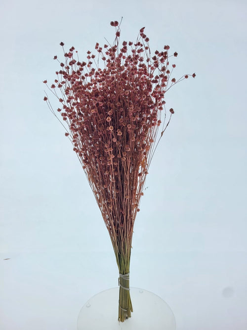 My Flowers.shop Roze gedroogd vlas | Roze Linum droogbloemen | Lengte ± 55 cm | Per bos - vtwonen shop