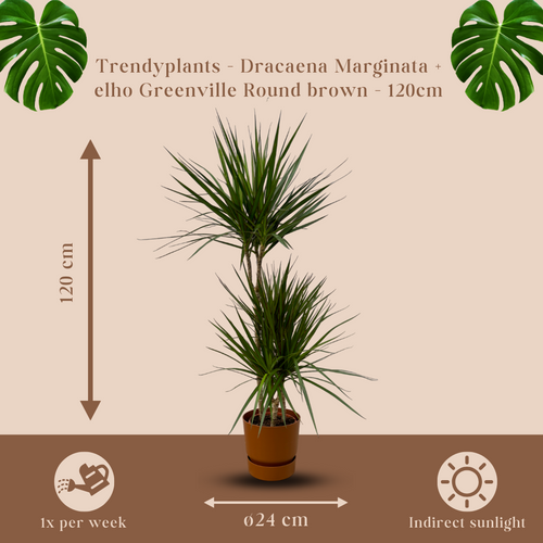 Trendyplants - Dracaena Marginata - ↨120cm - Ø21cm inclusief elho Greenville Round bruin Ø24cm x ↨23cm - vtwonen shop