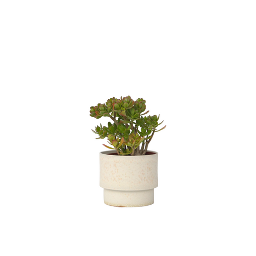 Plant in a Box Crassula ovata Hobbit - Vetplant - Kamerplant - Pot 23cm - Hoogte 45-50cm - vtwonen shop