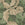William Morris at Home Vliesbehang Acanthus - 10mx52cm